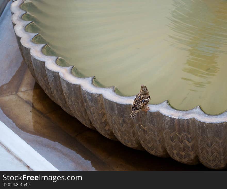 Photos of the little bird sitting on the edge of the fountain. Photos of the little bird sitting on the edge of the fountain.