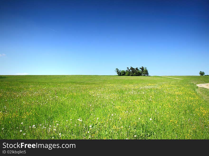 Field with grass and sky. Field with grass and sky