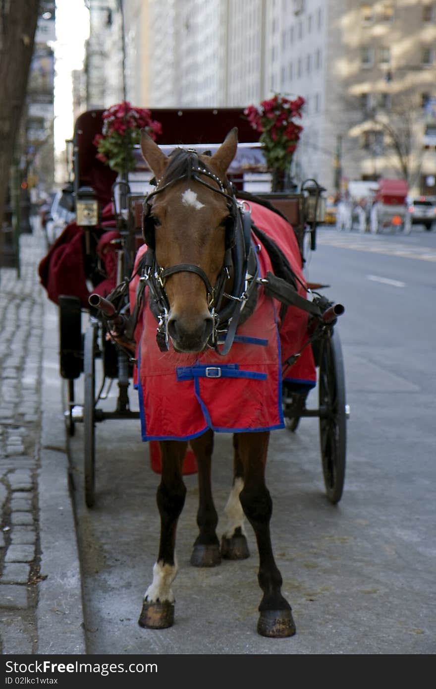 Horse with carriage waiting for customers next to the Central park in New York. Horse with carriage waiting for customers next to the Central park in New York