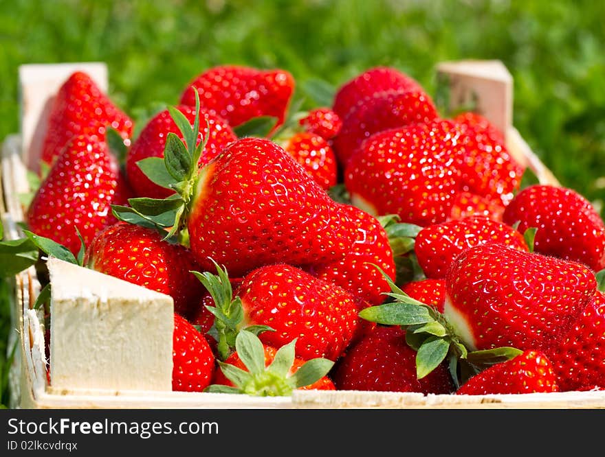 Many red Strawberries in a basket. Many red Strawberries in a basket