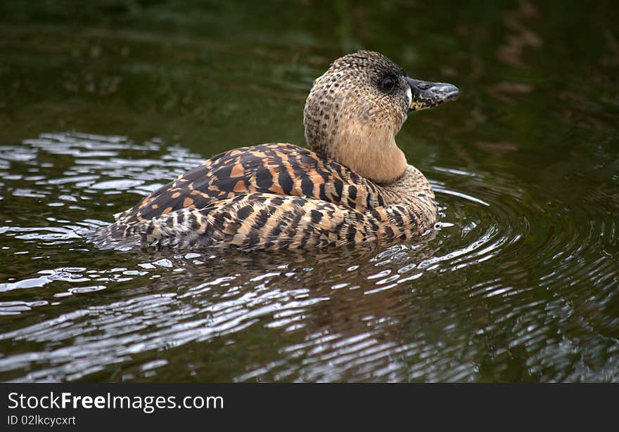 White-backed duck