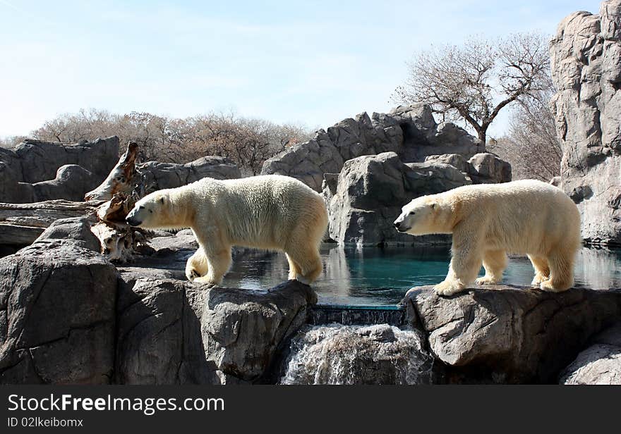 Polar bear parade