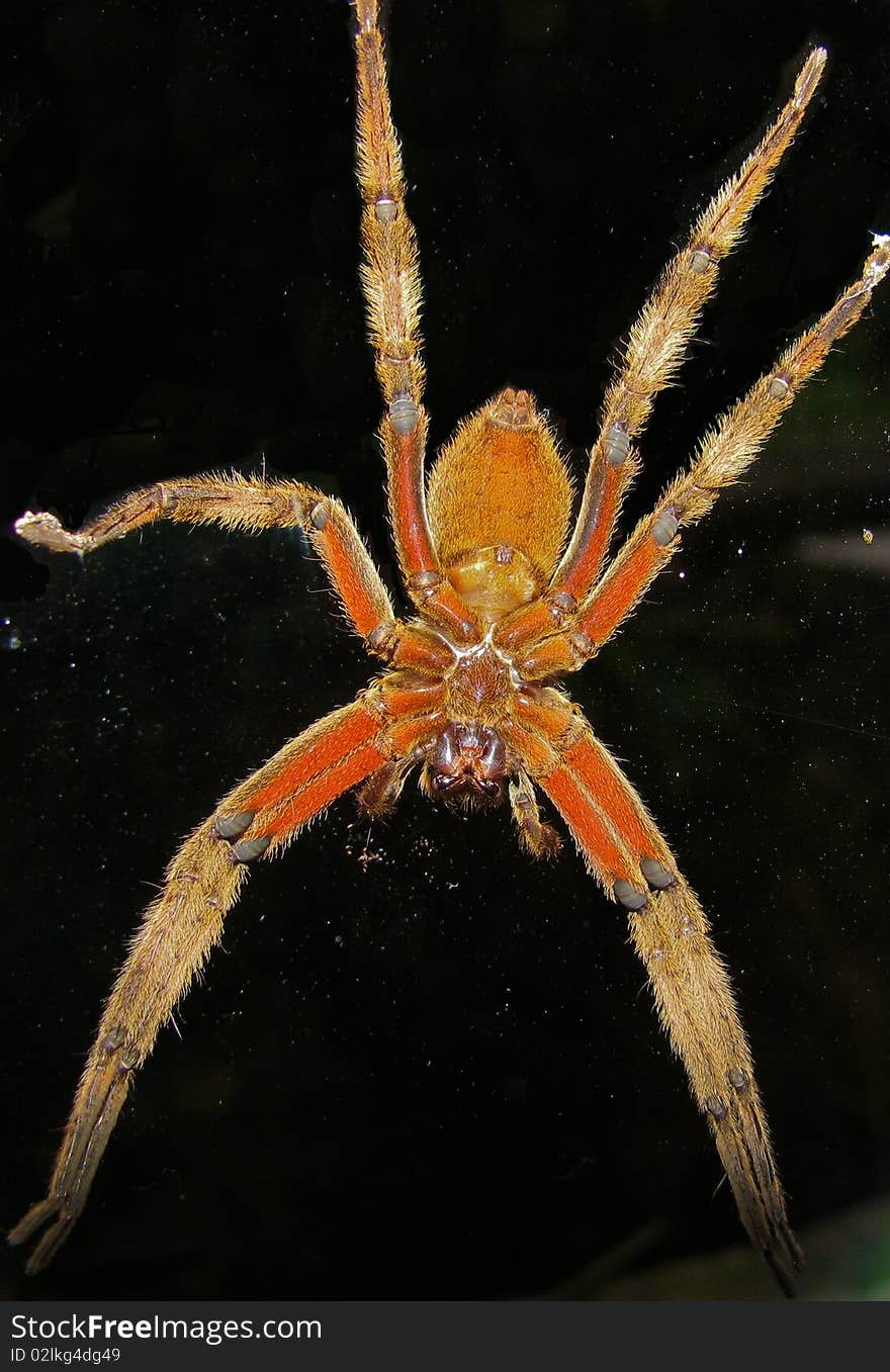 The bottom of a big orange tarantula