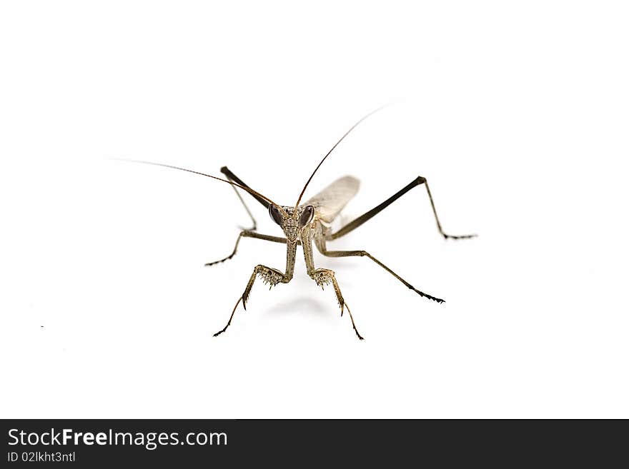 A praying mantis isolated on a white background. A praying mantis isolated on a white background.