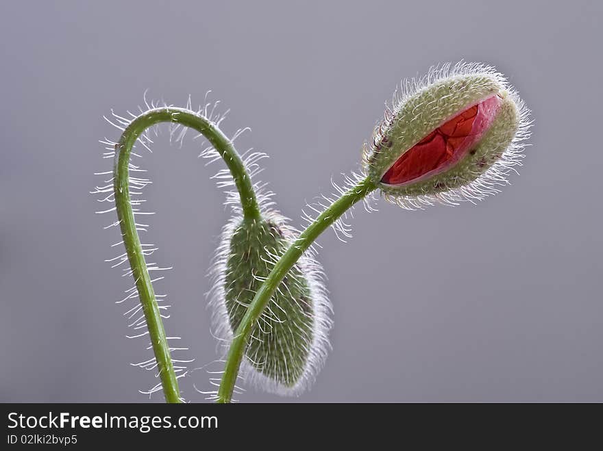 Two buds of poppies on a grey background. Two buds of poppies on a grey background.