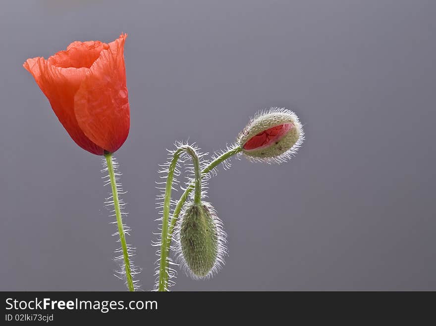 Stages of the flourish of a poppy.