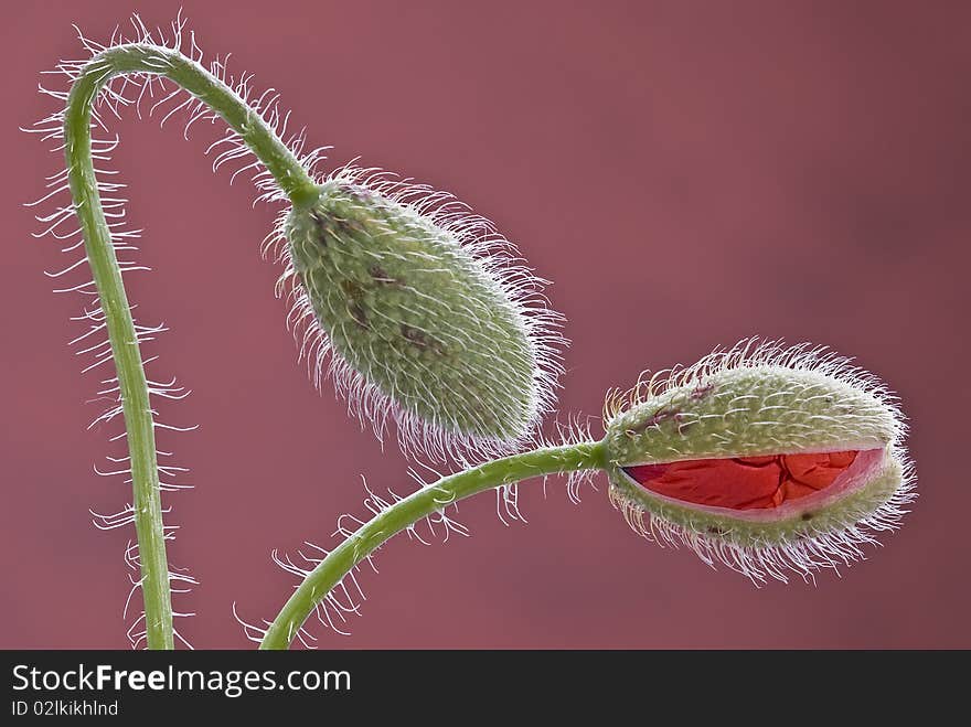 Two blossoming poppy buds on a maroon background. Two blossoming poppy buds on a maroon background.