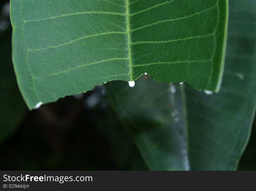 A green leaf was torn, its white juice, are little by little dripping. The white juice, like milk, is so way cute. A green leaf was torn, its white juice, are little by little dripping. The white juice, like milk, is so way cute.