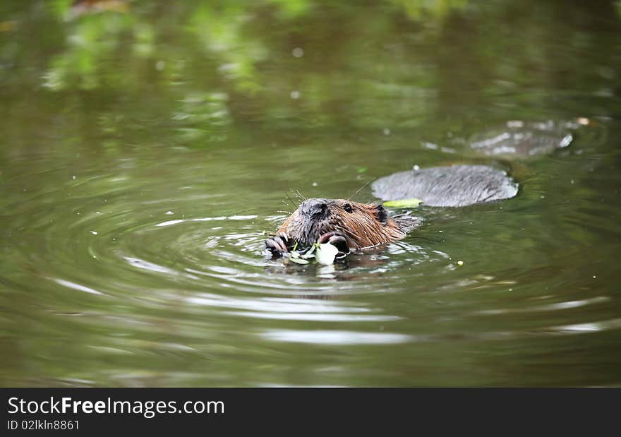 Beaver Floating In Water And Eating A Leaf