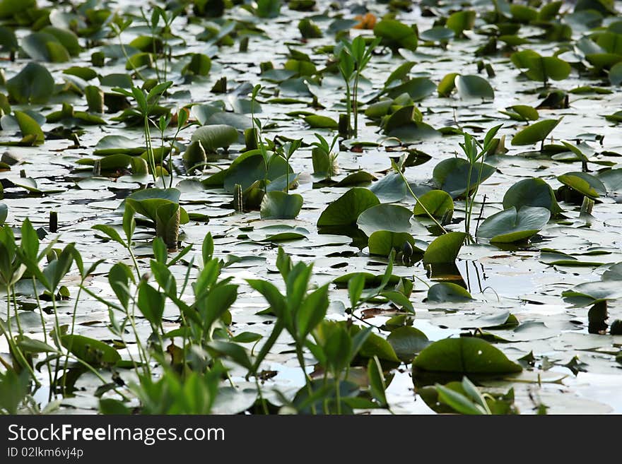 Water Lily pads in a pond