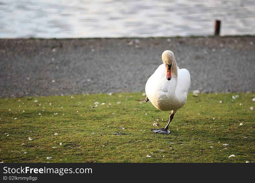 White Swan standing on one foot in the grass. White Swan standing on one foot in the grass