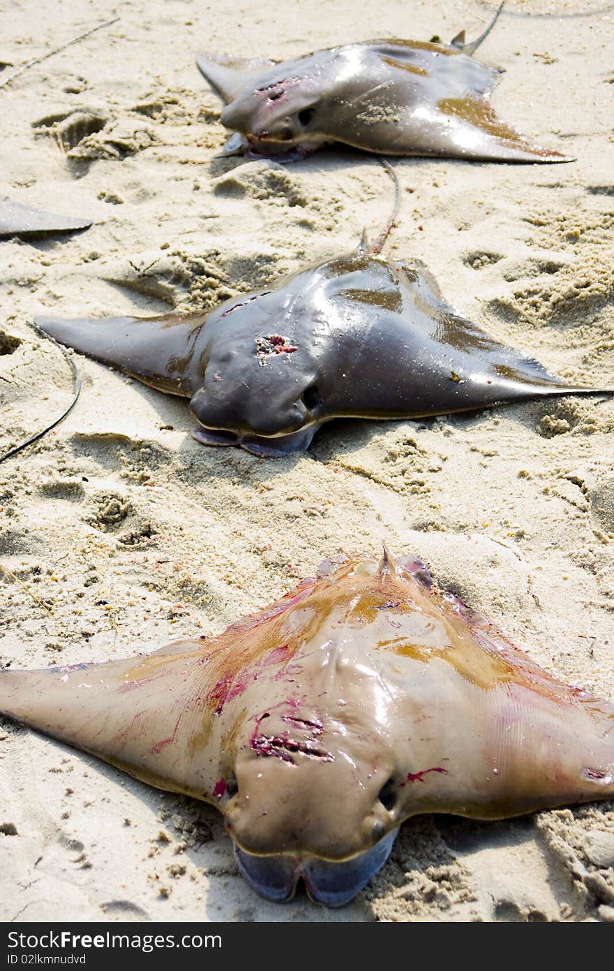 Three dead stingray