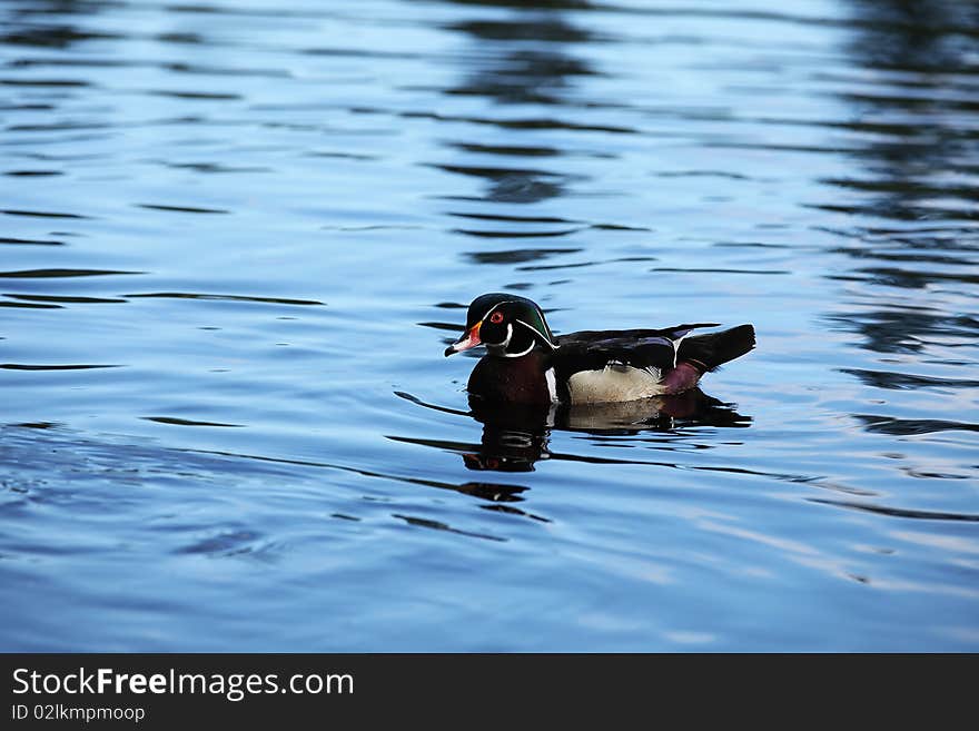 Colorful male Wood Duck swimming in the water