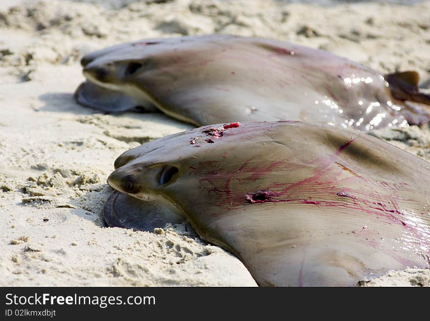 A pair of dead stingray lying in the sand.