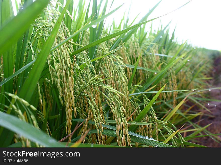 An overall view of paddy field