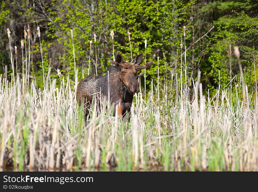 A close up of a young male Moose.