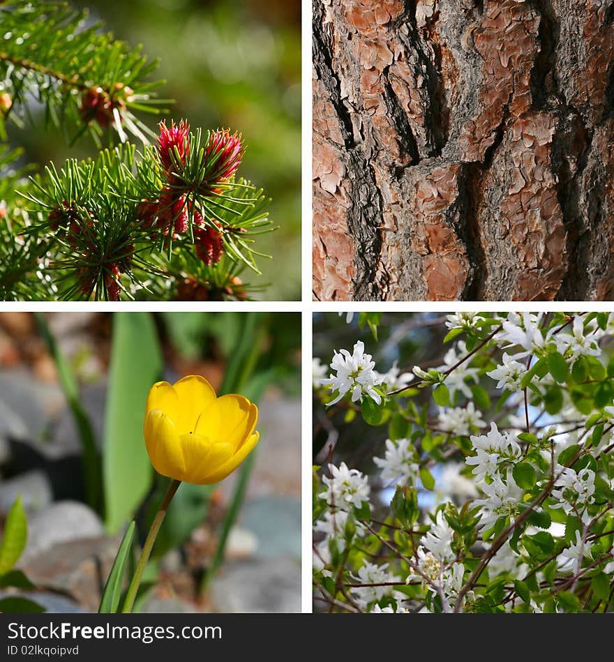 Combination image of garden blossoms and textures. Combination image of garden blossoms and textures