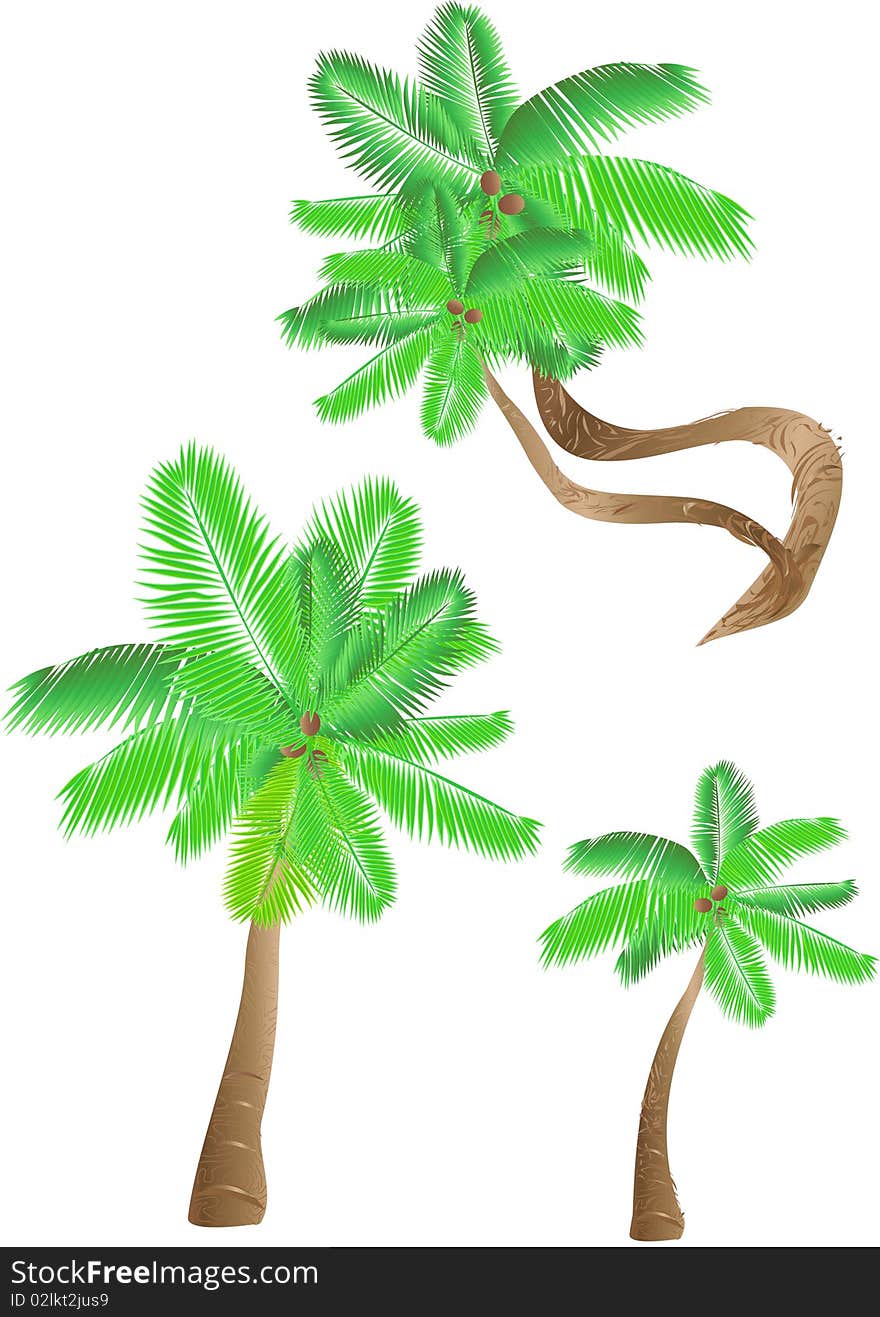 Isolated tropical palms with green leaves. Isolated tropical palms with green leaves