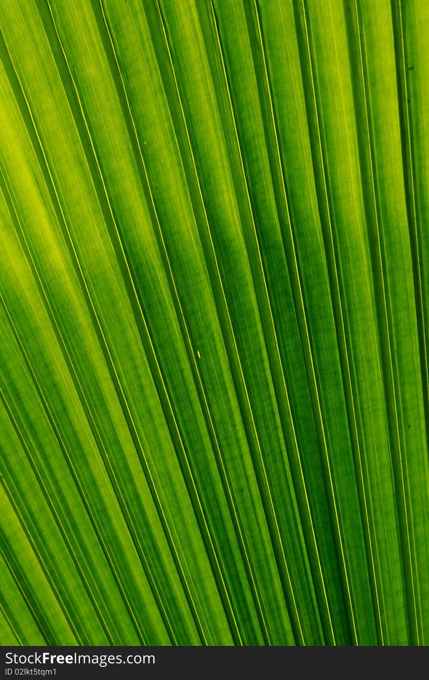 Closed up detail of palm tree leaf. Closed up detail of palm tree leaf.