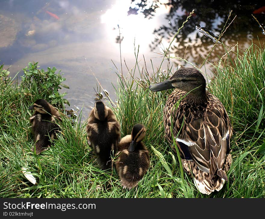 Mallard ducks