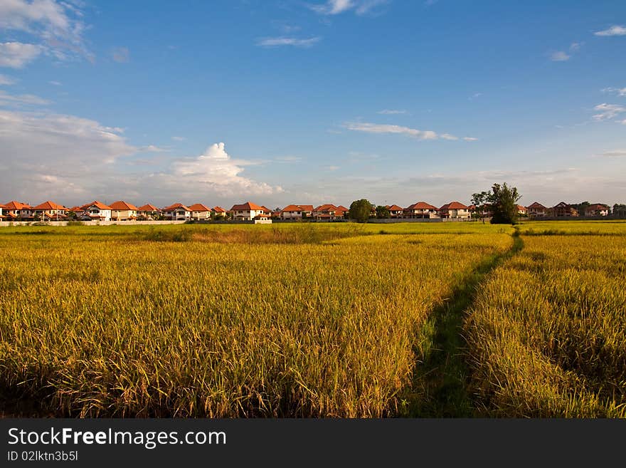 Rice Paddy in Chiang Mai Northern Thailand