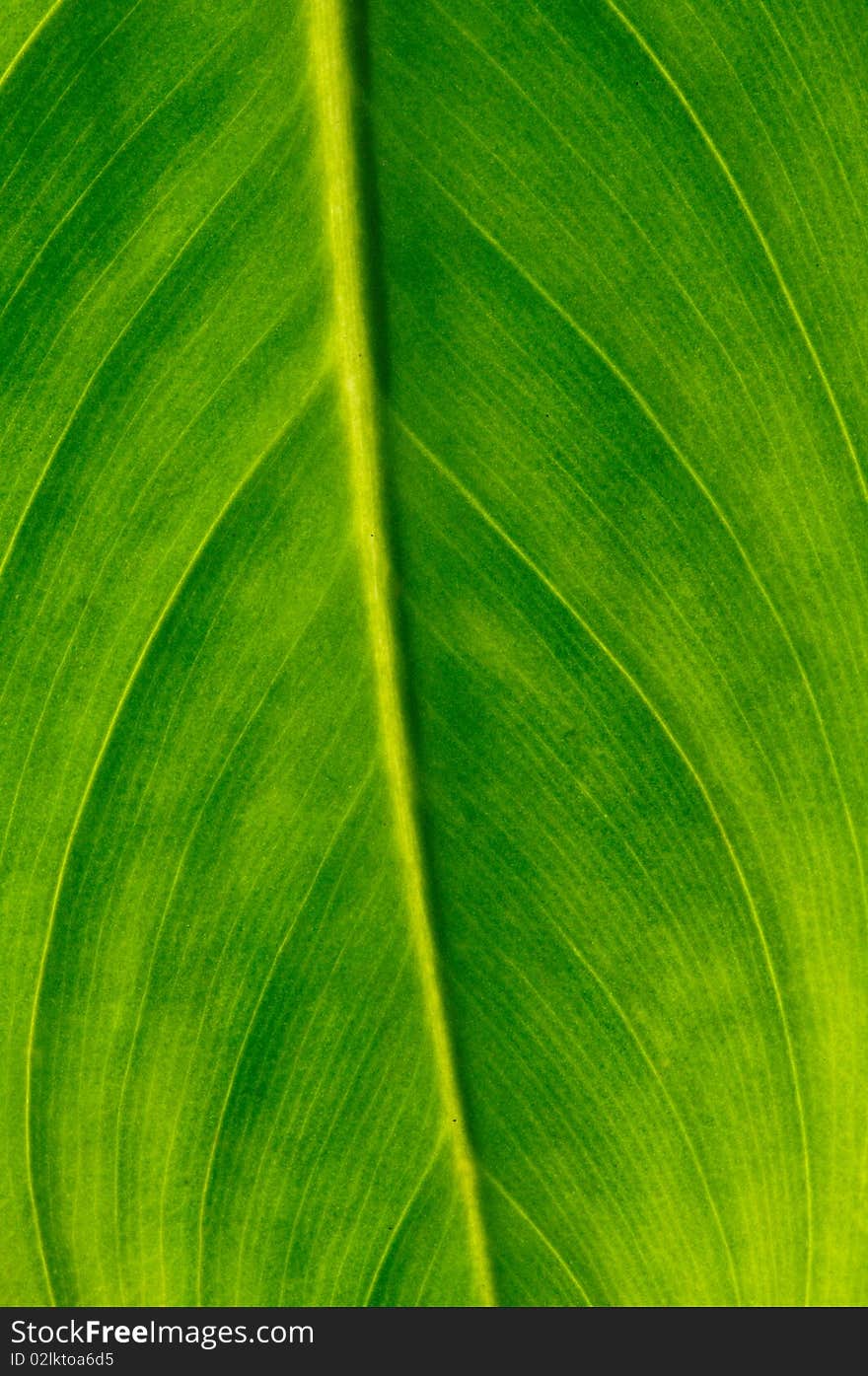 Closed up shot of green leaf.