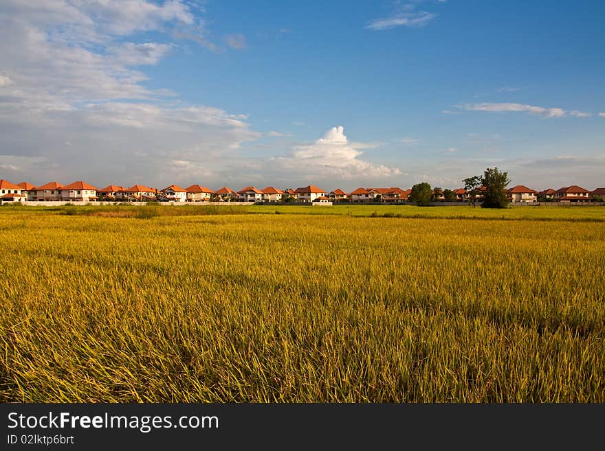 Rice Paddy in Chiang Mai Northern Thailand