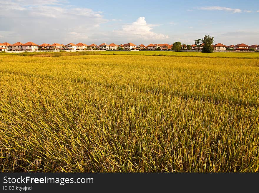 Rice Paddy in Chiang Mai Northern Thailand