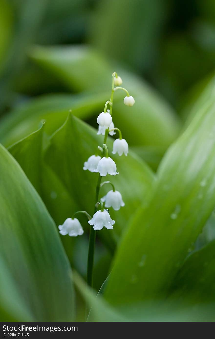 Lily on spring glade