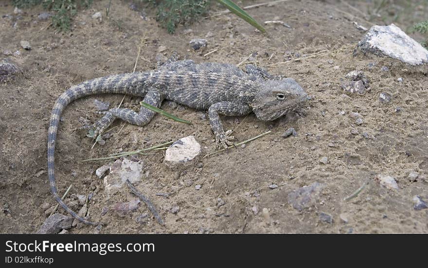 Lizard on the earth. Close up