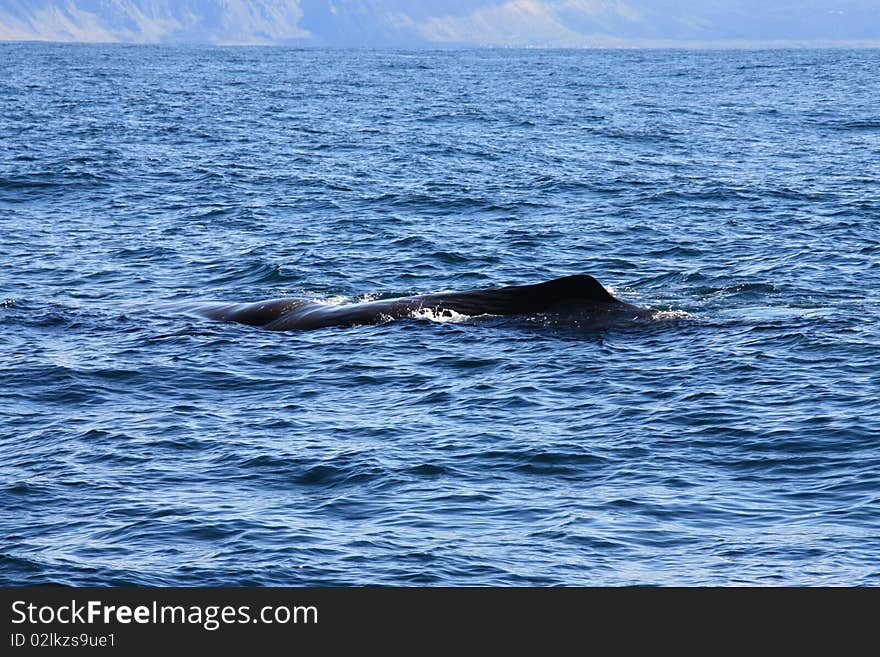 Spermwhale in the sea  of the norwegian arctic region. Spermwhale in the sea  of the norwegian arctic region