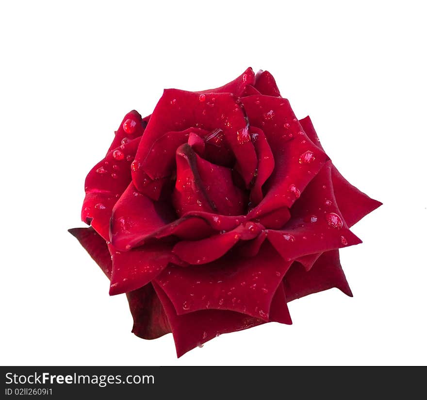 Red rose with dewdrops on a white background