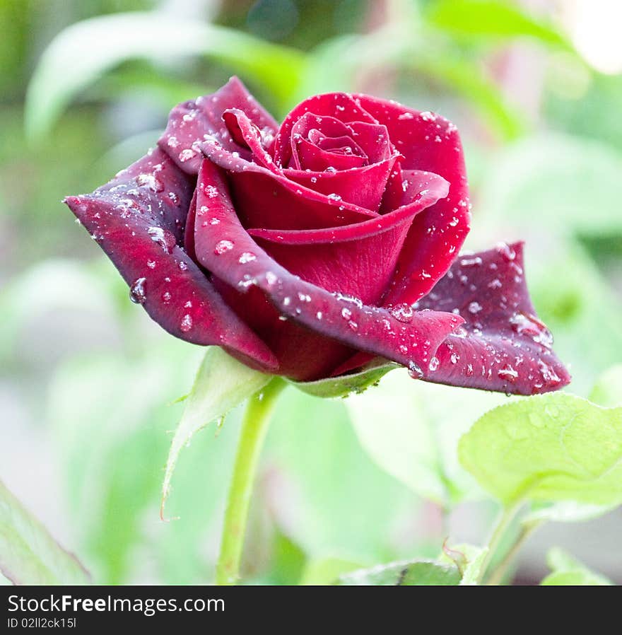 Red rose with dewdrops on a white background