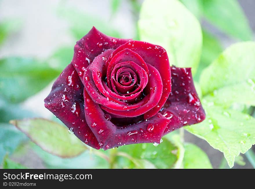 Red rose with dewdrops on a bed