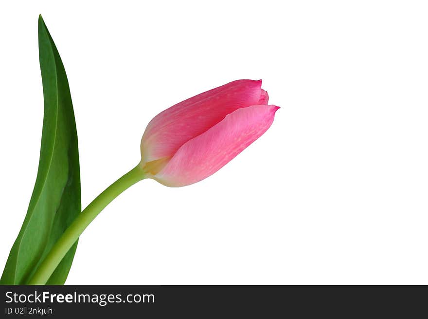 Tulip isolated on the white