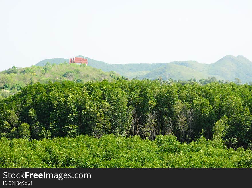 The mangrove forest in Thailand. The mangrove forest in Thailand.