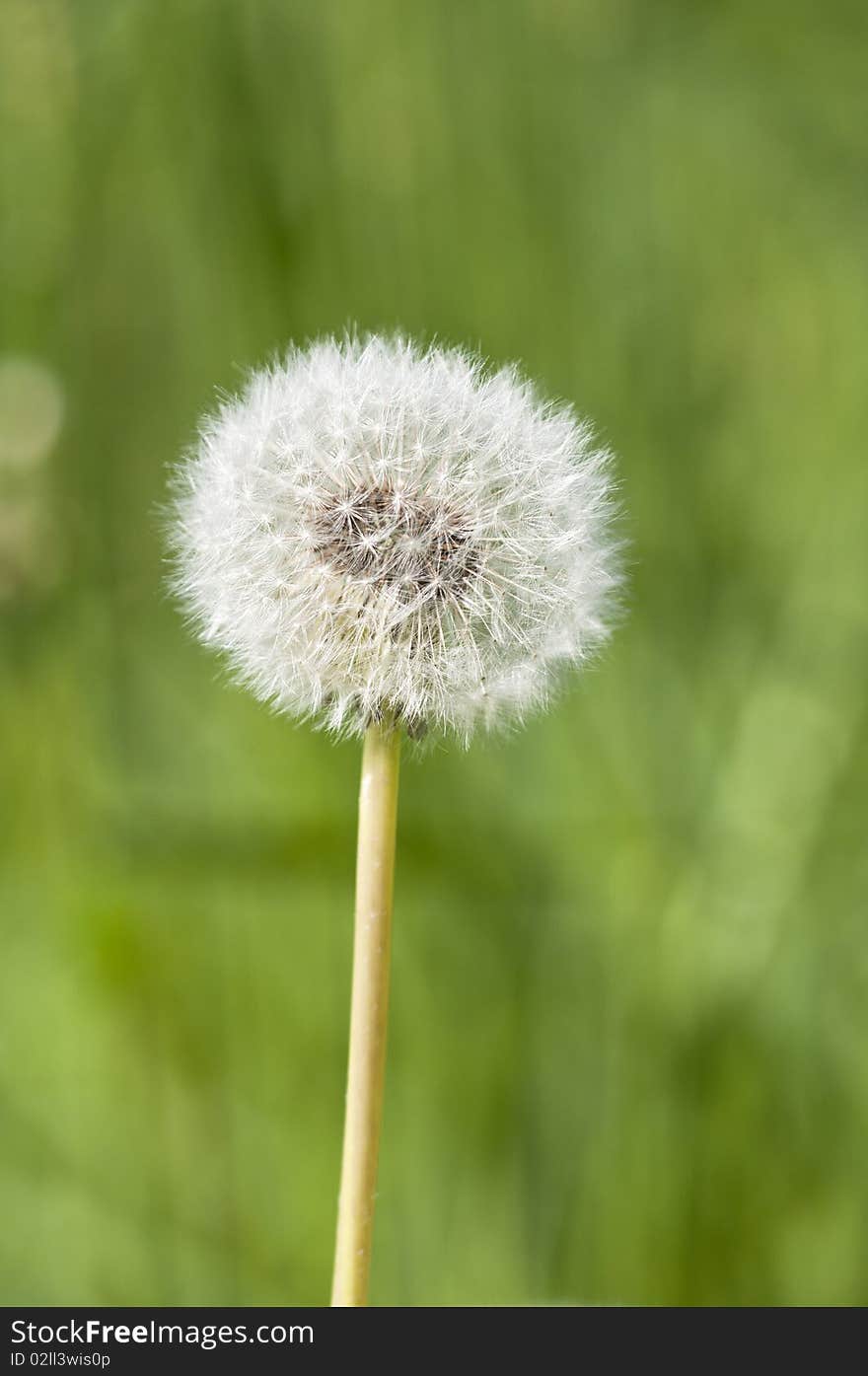 Common Dandelion