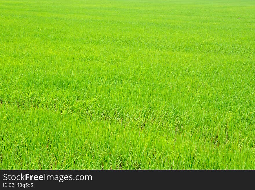 Green rice field in the morning. . Green rice field in the morning.