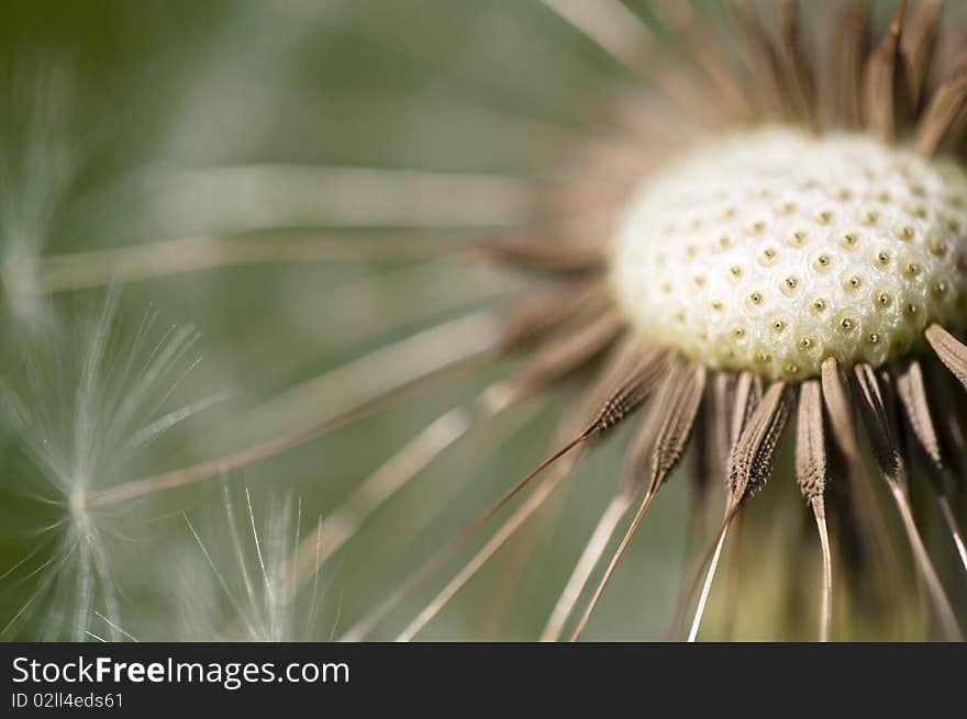 Common Dandelion - Taraxacum