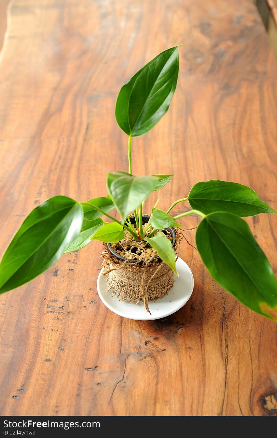 Little tree in wood table. Little tree in wood table