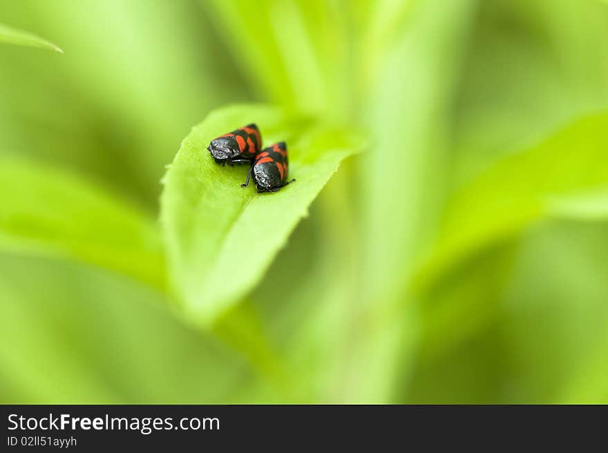 Blood cicadas couples - Cercopidae - sitting on a leaf