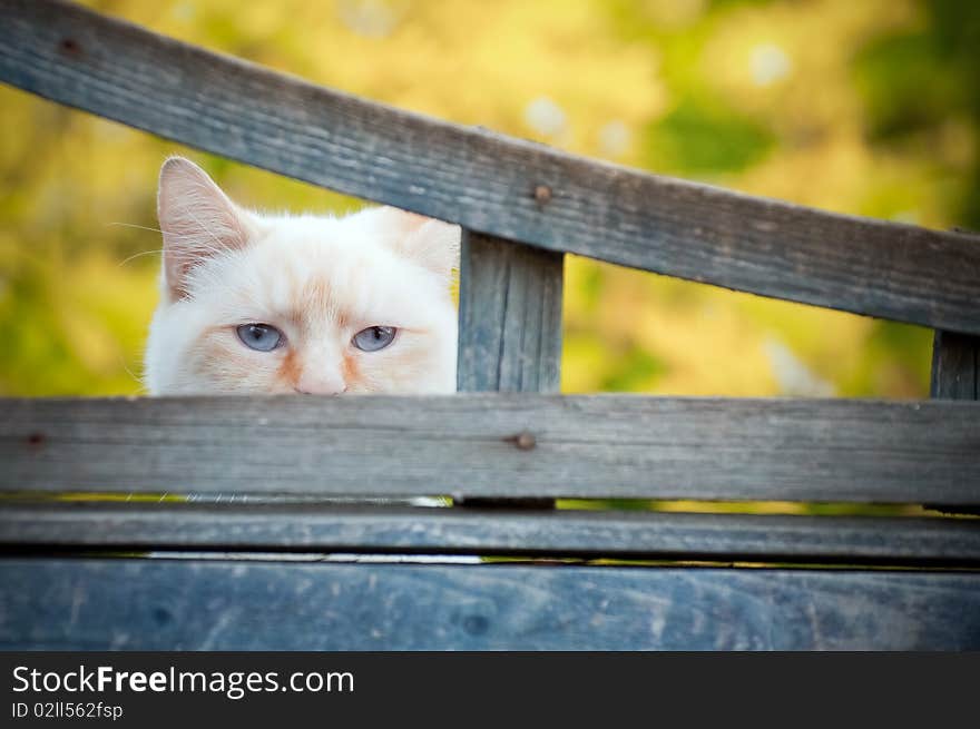 Mischievous white birman cat with mysterious blue eyes looking through a gap a fence