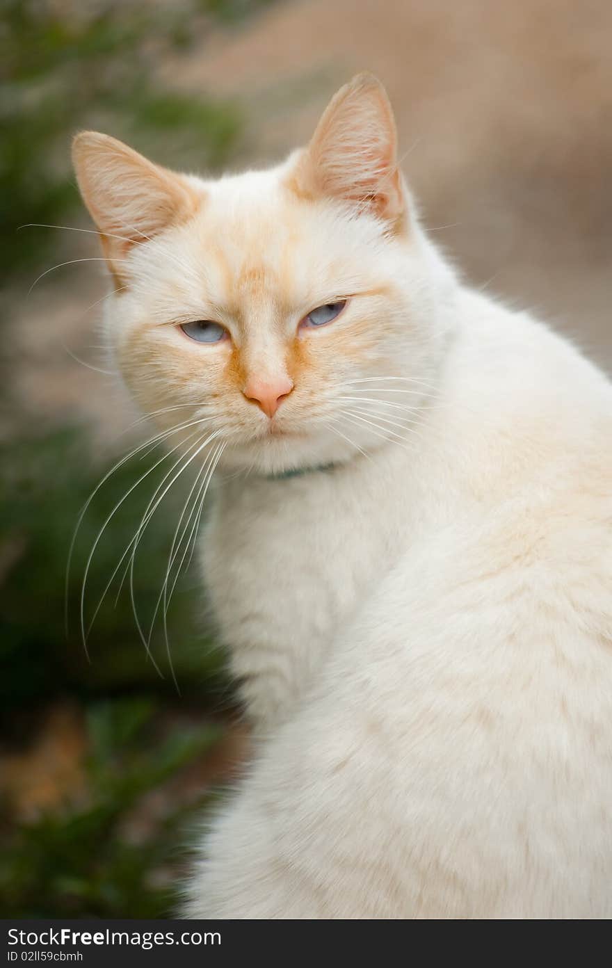 Birman portrait