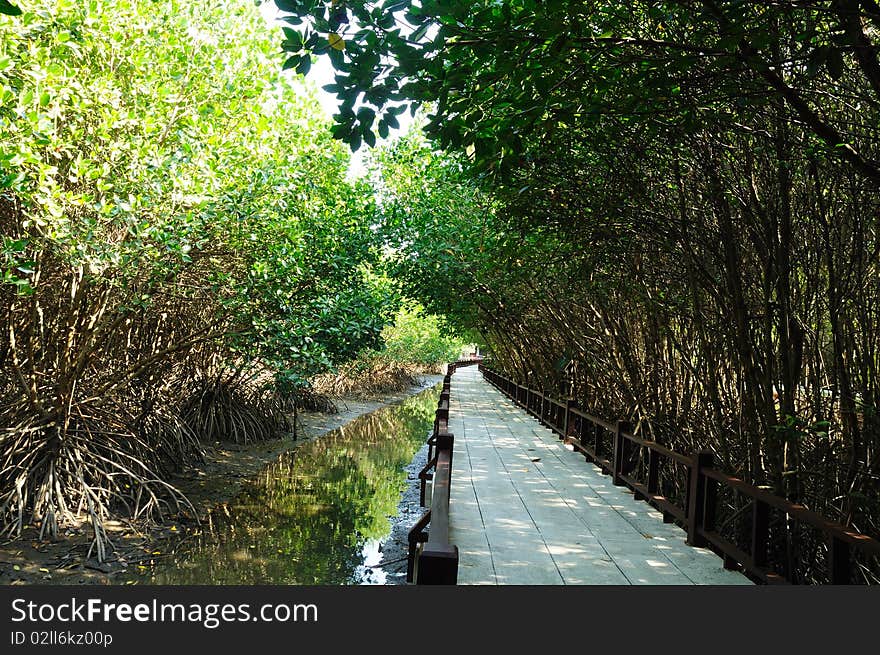 The mangrove forest in Thailand. The mangrove forest in Thailand.