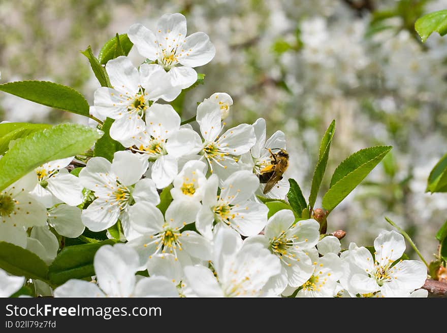 Bee on the flowers of cherry