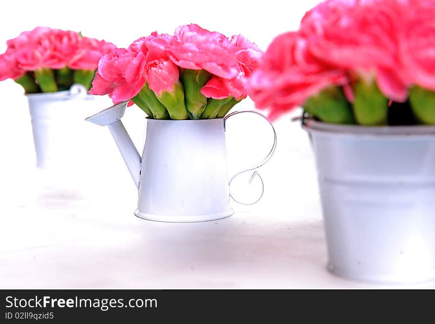 Flower pink in white pot