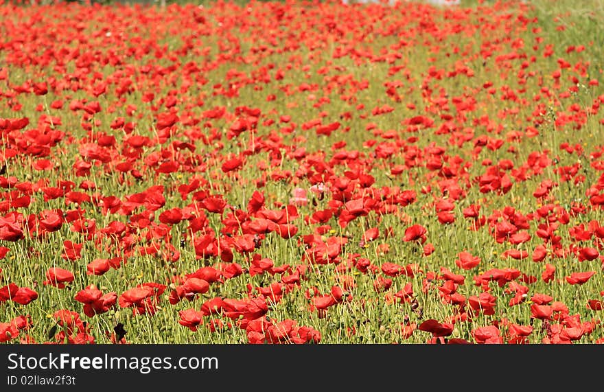 Poppy Field