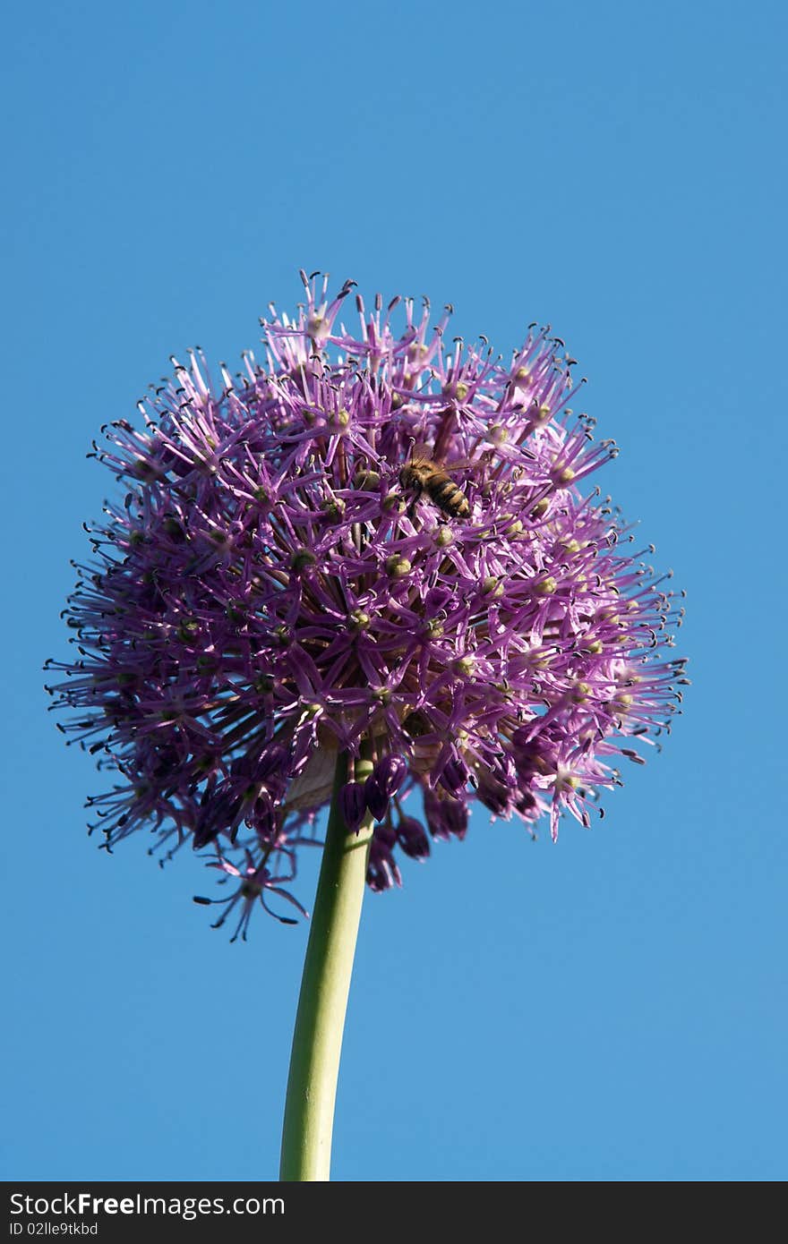 Onion flower with bee against blue sky