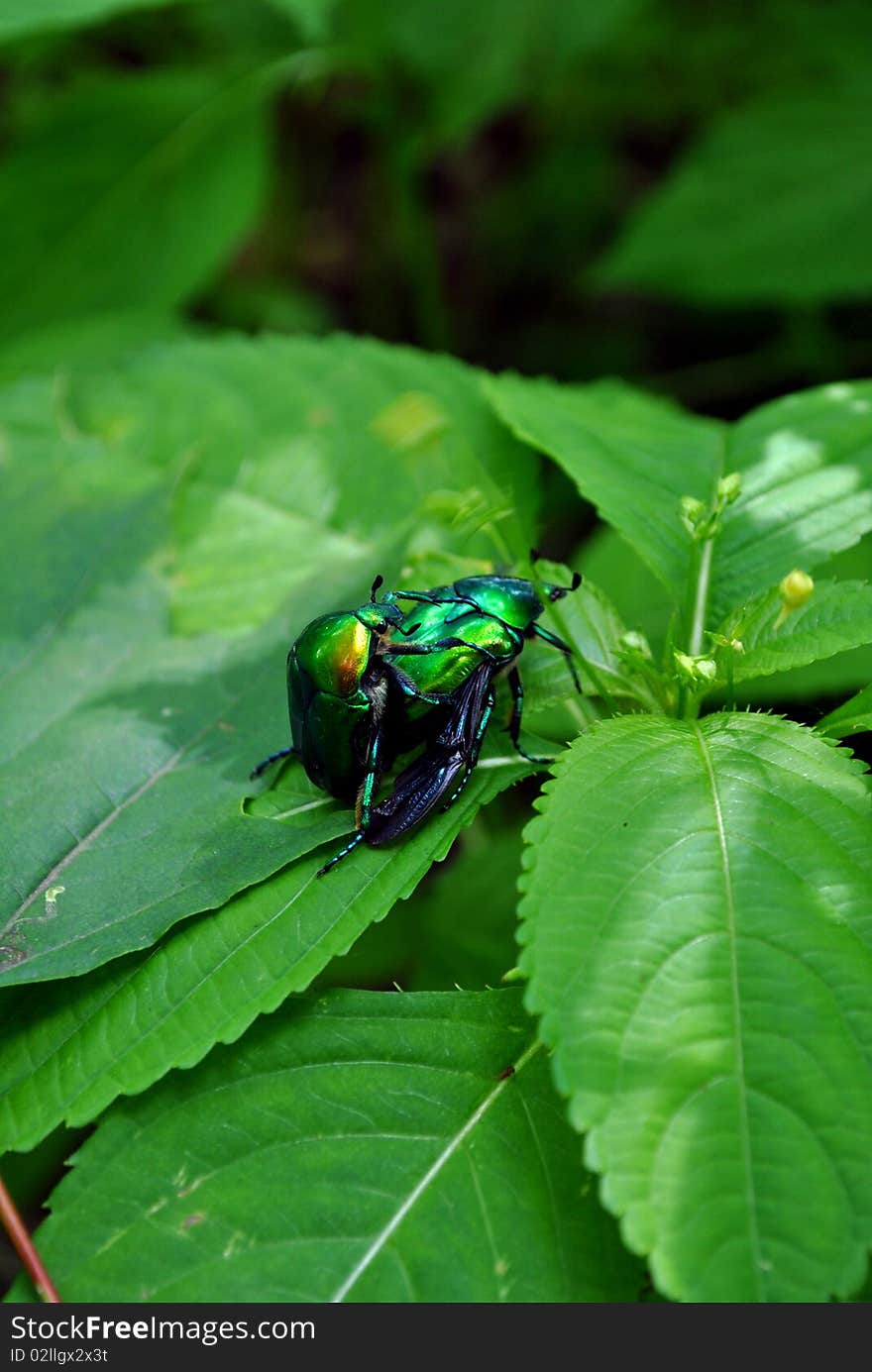 Couple insects on green leaf