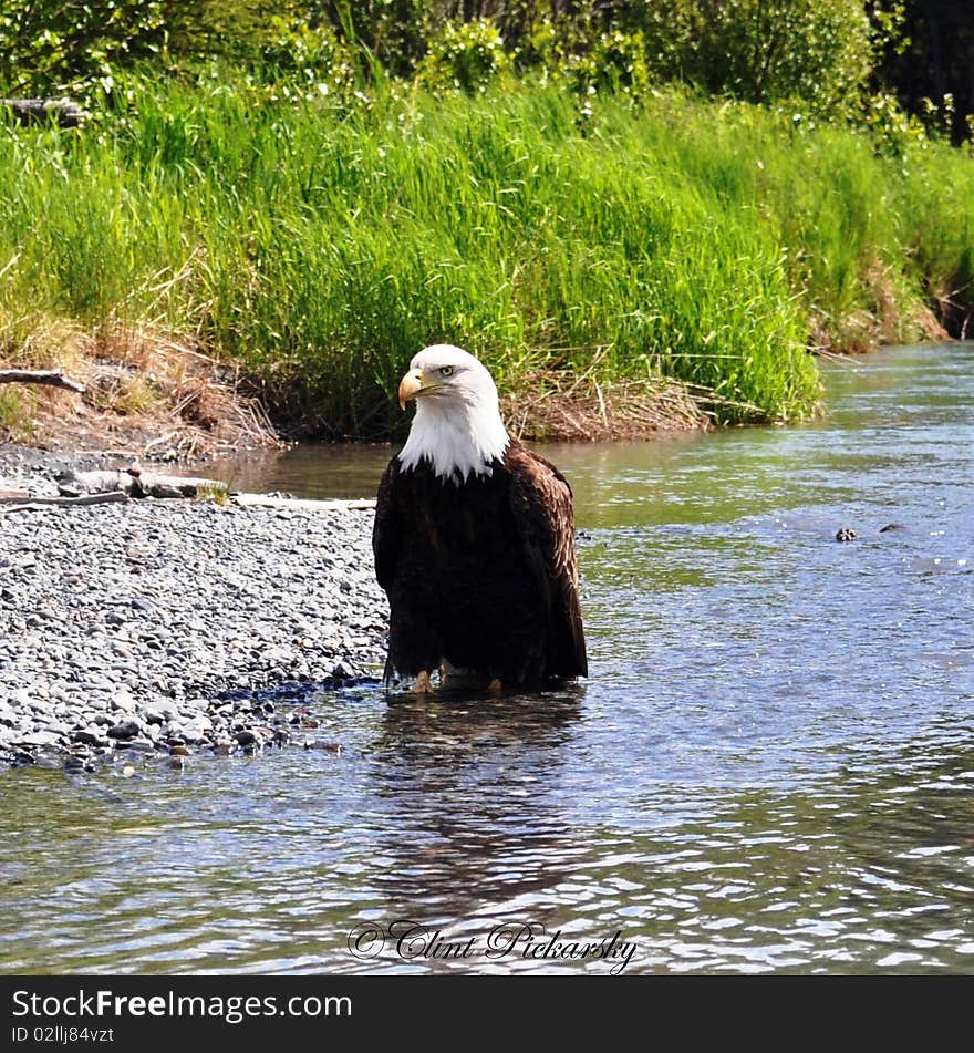 Bald Eagle on the bank of an Alaskan river. Bald Eagle on the bank of an Alaskan river